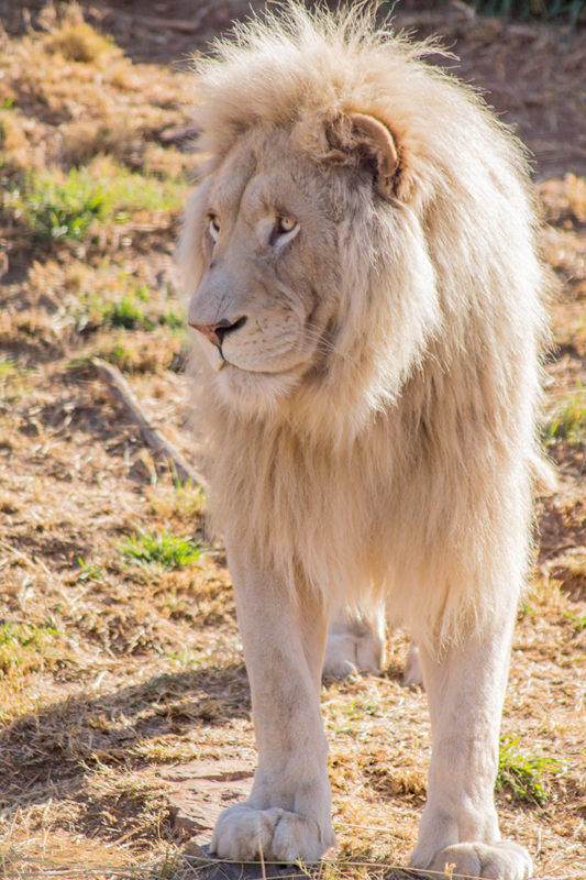 Emirates Park Zoo