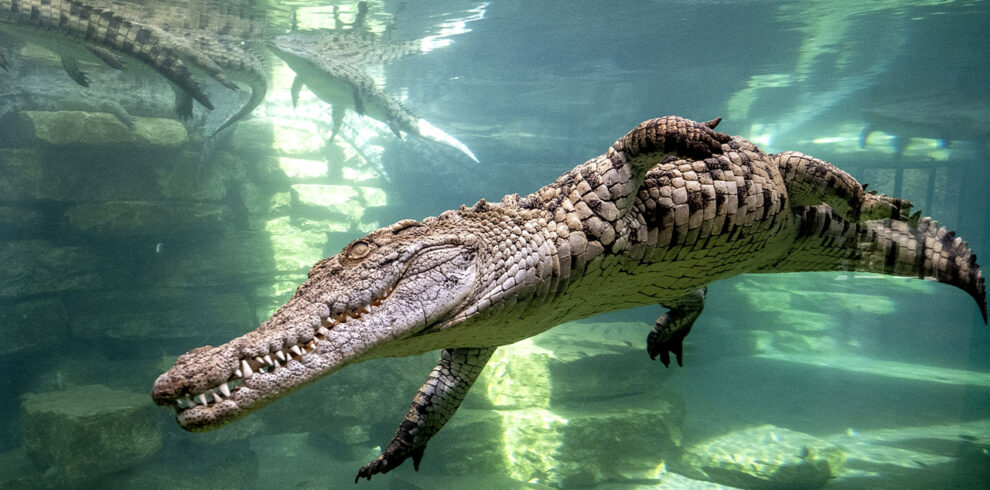 Dubai Crocodile Park