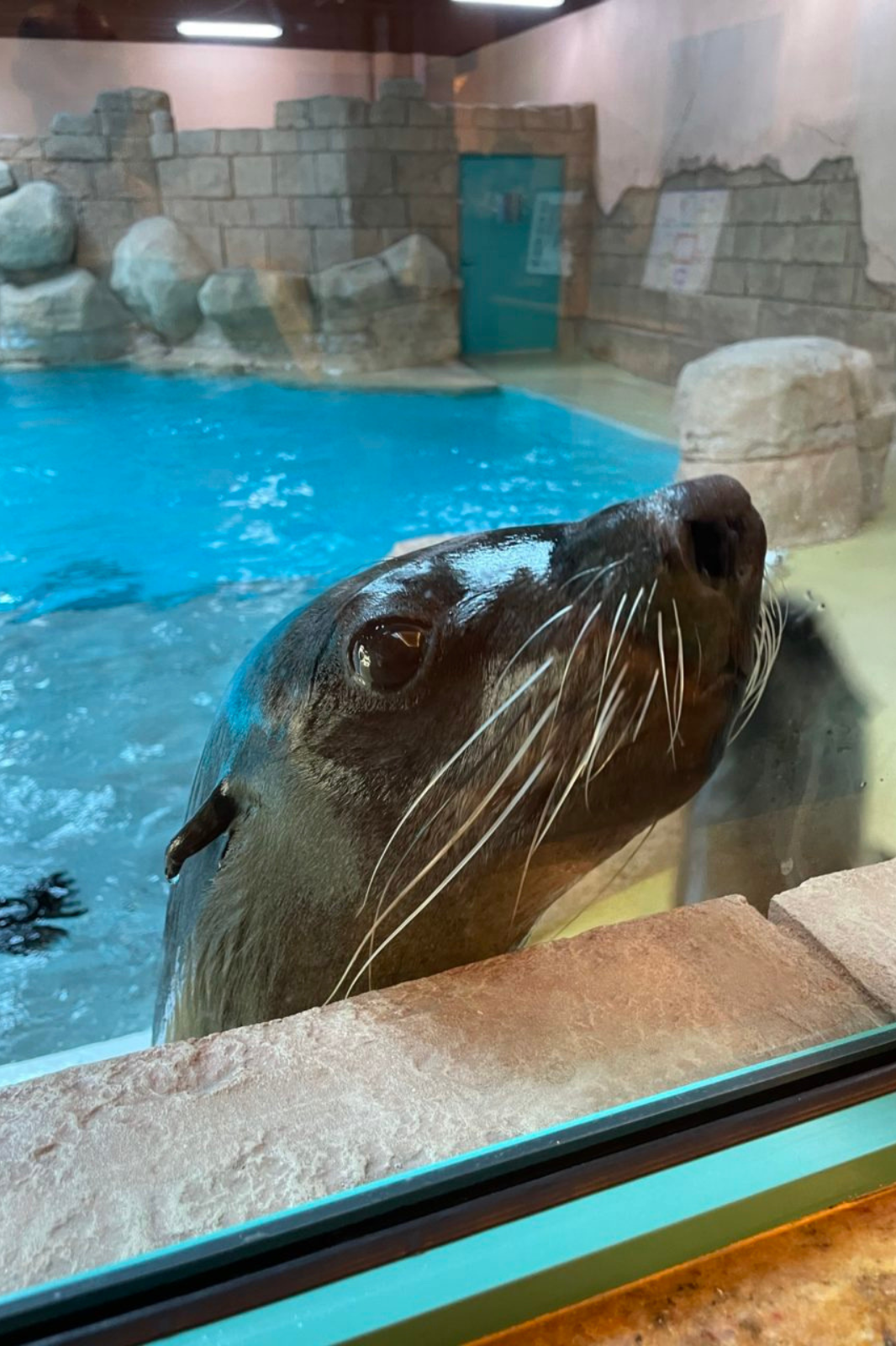 Sea Lion Experiences